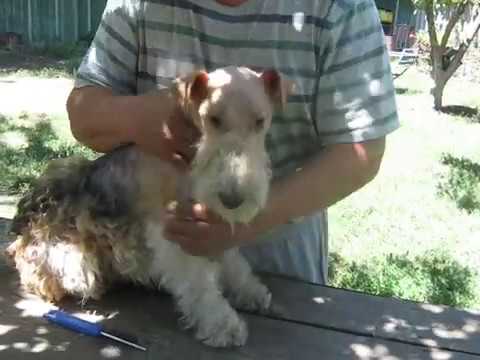 Видео: Тримминг фокстерьера Часть 3