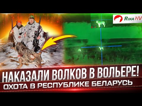 Видео: Наказали волков! Охота на волков в Беларуси с Олегом Крупицей.