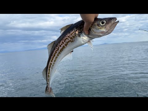 Видео: ОТКРЫТИЕ СЕЗОНА ЖИДКОЙ ВОДЫ, ЛОВЛЯ МИНТАЯ | МОРСКАЯ РЫБАЛКА
