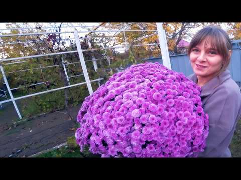 Видео: СЕЗОН ПОСАДОК ОТКРЫТ! КРАСИВЫЕ ЦВЕТЫ И ФРУКТОВЫЕ ДЕРЕВЬЯ В НАШЕМ САДУ. ИЗ ГОРОДА В ДЕРЕВНЮ 865 серия