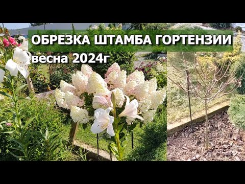 Видео: ОБРЕЗКА ШТАМБА ГОРТЕНЗИИ ВЕСНА 2024г. | Формировка штамба гортензии весной