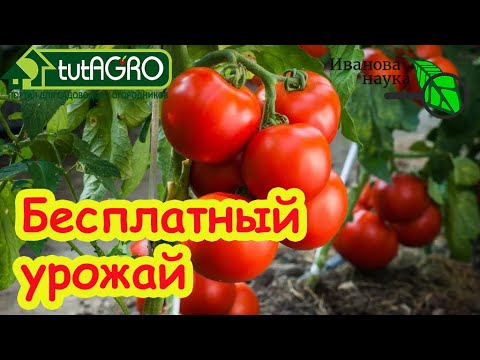 Видео: Как выглядят Новоспорин и Мультибакт, выращенные из заквасок ТутАгро Новоспорин-MIX и Мультибакт-MIX