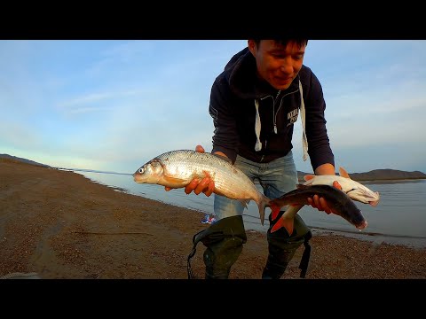 Видео: СИГ МЕЧТЫ! РЫБАЛКА НА АМУРЕ 2020