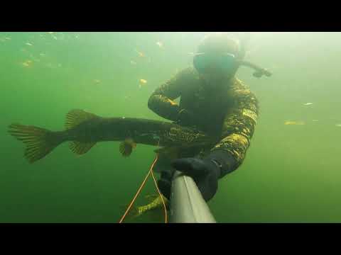 Видео: Подводная охота, Липецкая область, р. Дон. Сентябрь 2023.