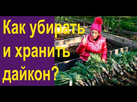 Видео: Убираем дайкон