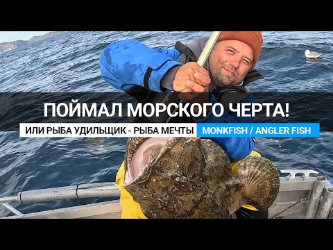 Видео: Как поймать морского черта или рыба моей мечты! Рыбалка в Норвегии. How catch monkfish / angler fish