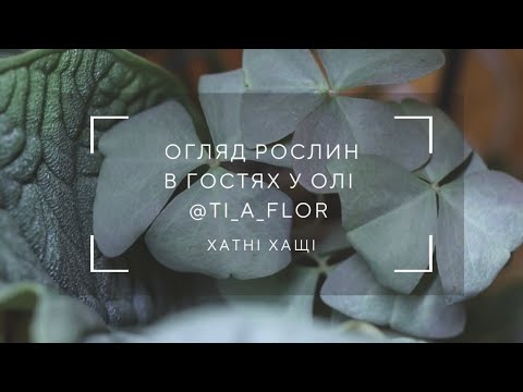 Видео: Огляд кімнатних рослин | В гостях у Олі @ti_a_flor | Плант-тур у львівської рослинолюбки