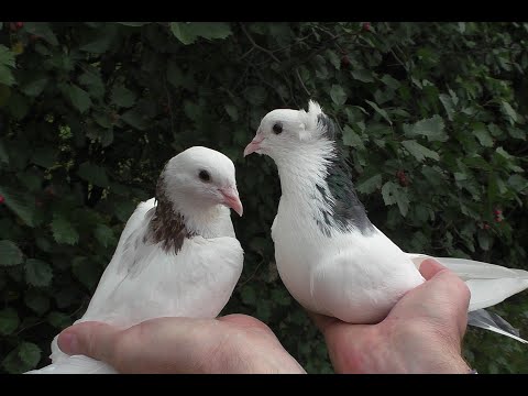 Видео: ВПЕРВЫЕ НА КАНАЛЕ !!!  ГАРЕАВИЗИ !!  Armenian Pigeons  Шейки редких мастей !!!