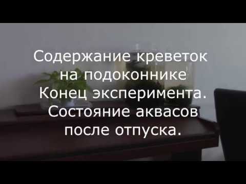 Видео: КРЕВЕТКИ на подоконнике. Конец эксперимента. Мои АКВАРИУМЫ после отпуска.