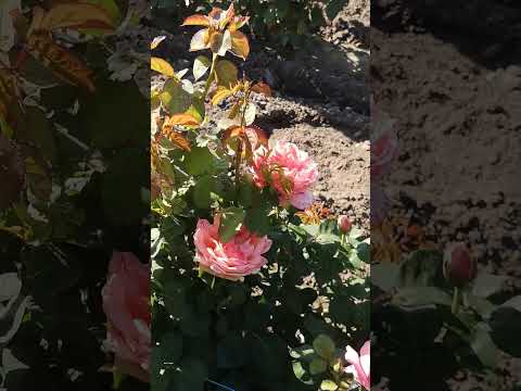 Видео: Троянда Мадемуазель Мейян