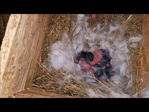 Видео: Я в шоке с окрола!  что мне делать?