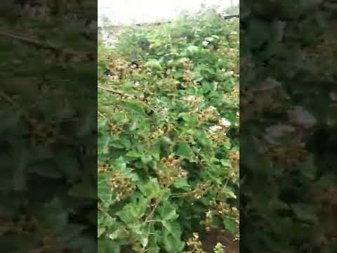 Видео: Ежемалина, очень полезная.