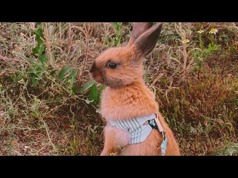 Видео: Кролик Тим на прогулке 🐰🤍