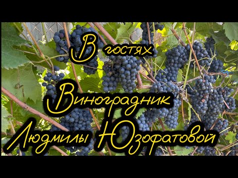 Видео: #11.Часть 1. 22.09.2023. В гостях  Виноградник  Людмилы Юзофатовой. Беларусь Минский р-он.