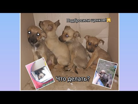 Видео: Подбросили щенков! Спасли собак от приюта