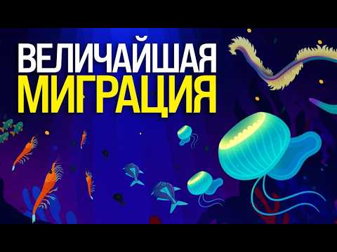 Видео: Почему миллионы морских обитателей поднимаются по ночам?
