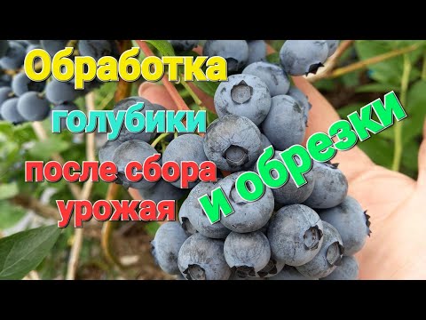 Видео: Обработка голубики ПОСЛЕ СБОРА УРОЖАЯ и обрезки 