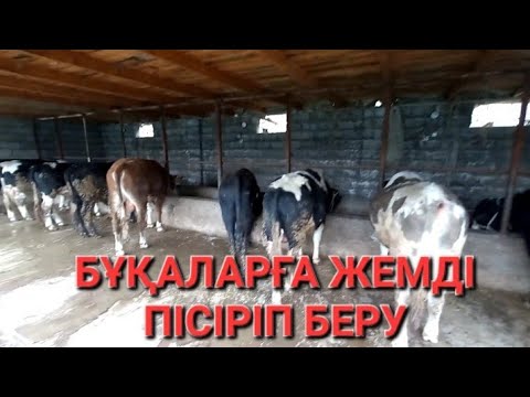 Видео: Бука бордакылау жемди писирип беру #малшаруашылығы #мал #бука