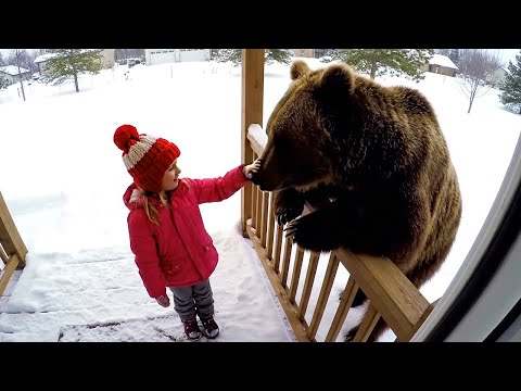Видео: Опасные животные замечены в дружелюбном поведении