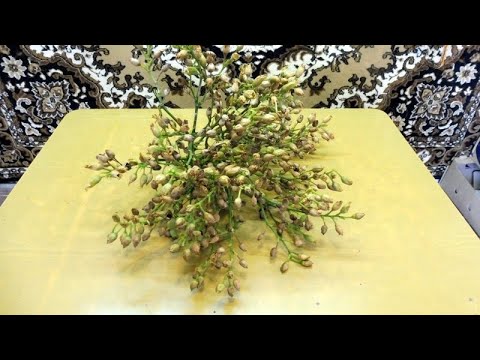 Видео: Табаководство: Уборка семян табака.