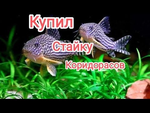 Видео: Купил стайку коридорасов штерба для разведения