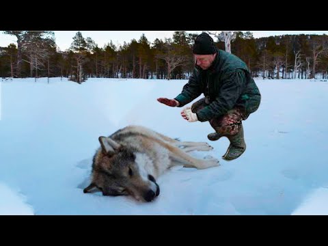 Видео: Умирающая после схватки с шатуном волчица начала рожать. Волчат ещё можно было спасти