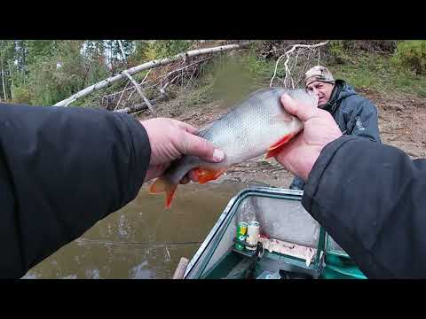 Видео: ОБЬ. КАРГАСОК. БЕШЕНЫЕ РЫБИНЫ