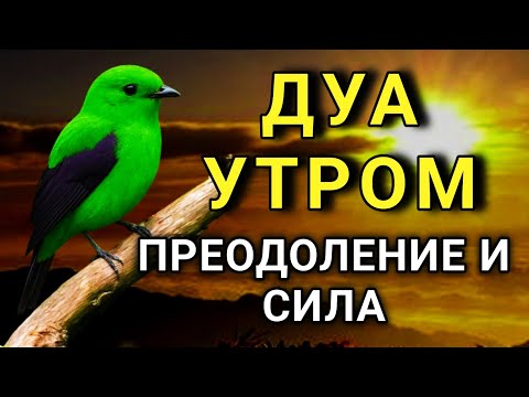 Видео: ☝️ УТРЕННЕЕ ДУА ДЛЯ УСПЕХА И ПРЕОДОЛЕНИЯ! 🤲🔑💪