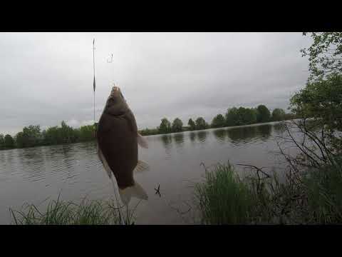 Видео: Карась, короткая дневная рыбалка на херабуну.