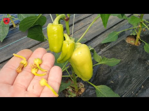 Видео: Почему цветок опадает у перца и как этого избежать?