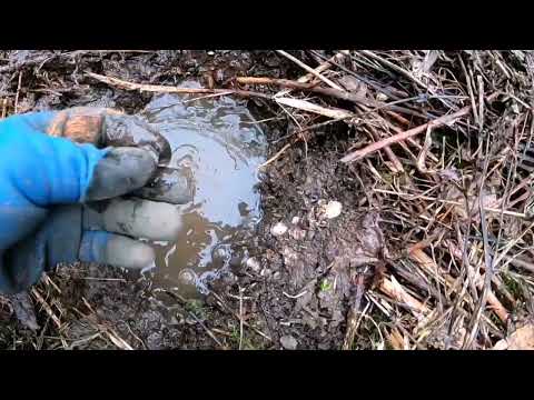 Видео: Неделя за 20 минут. Находки и что увидел интересного в лесах Карелии.