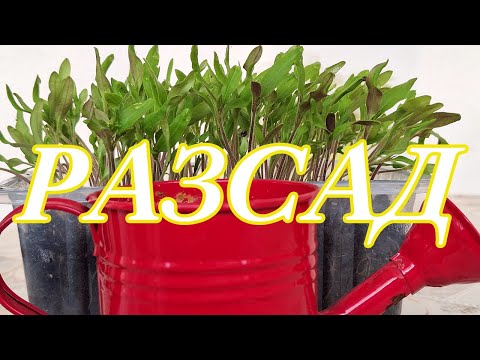 Видео: 7. Рассада – лучшая вода для полива.