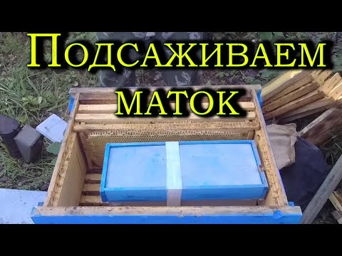 Видео: Подсаживаем купленных маток.