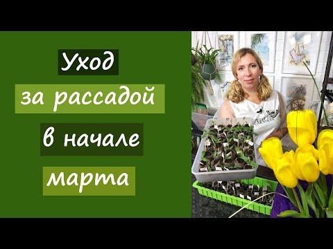Видео: Уход за рассадой в начале марта