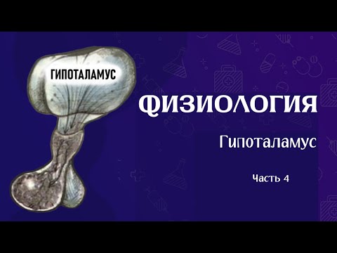 Видео: Как регулируется ВСЁ | Физиология гипоталамуса (часть 4)