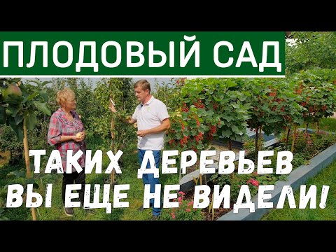 Видео: Плодовый сад. Уход за плодовыми деревьями. Плодовые кустарники. Планирование плодового сада.