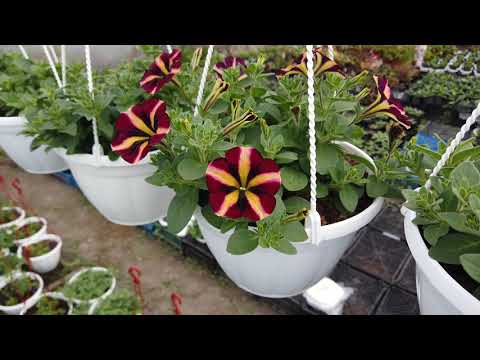Видео: Какие кашпо с Петунией я продаю и почему такие?
