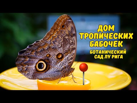 Видео: Тропические бабочки в Латвийском Университетском ботаническом саду. Рига.