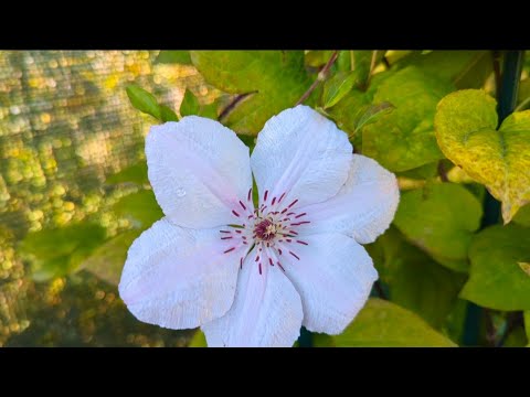 Видео: 03.10.24.Дача..Похолодало..Цветы не догадываются что скоро зима🤣