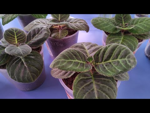 Видео: 02.01.21.ГЛОКСИНИИ  полив сеянцев😁