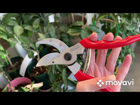 Видео: Купила секатор