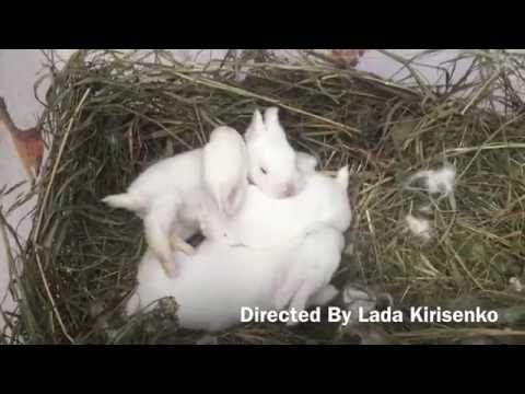 Видео: Искусственное кормление пуховых крольчат. Практикум.