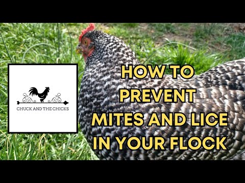 Видео: Как предотвратить появление клещей и вшей в вашем стаде
