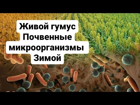 Видео: Плодородие живой почвы Микроорганизмы биопрепараты зимой