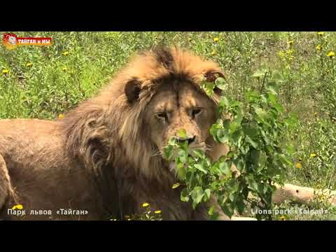 Видео: Такого прокола с Олежкой еще не было 😂 Львиный сезон 2020 Тайган. Life of lions in Taigan.