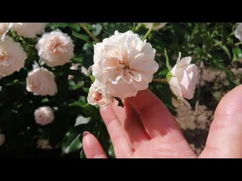 Видео: ПОЧВОПОКРОВНАЯ РОЗА ЛАРИСА (Larissa).