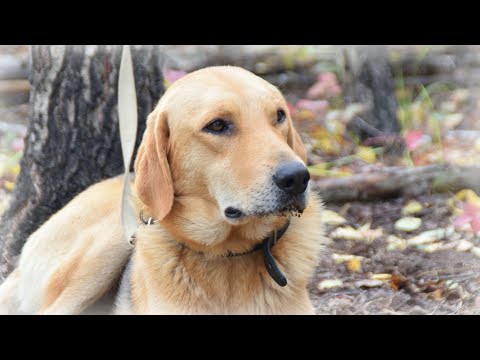 Видео: Чем лучше кормить собаку, сухим кормом или натуральной пищей!