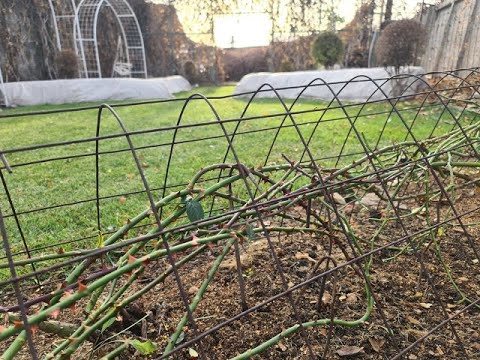 Видео: Крепкие каркасы для укрытия роз. Укореняю черенки роз и клематисов. Уборка сада на зиму.