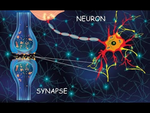 Видео: рецептор, әрекет потенциалы, синапс - ҰБТ биология