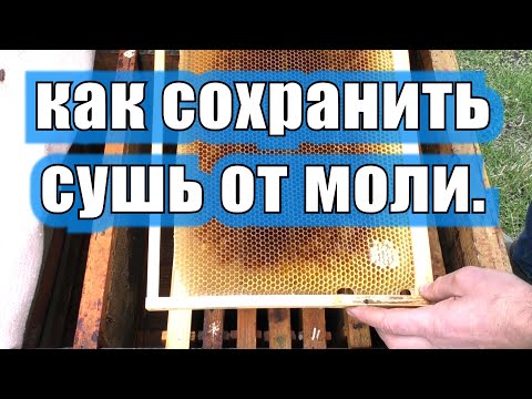 Видео: КАК СОХРАНИТЬ СУШЬ ОТ МОЛИ БЕЗ ХИМИИ.